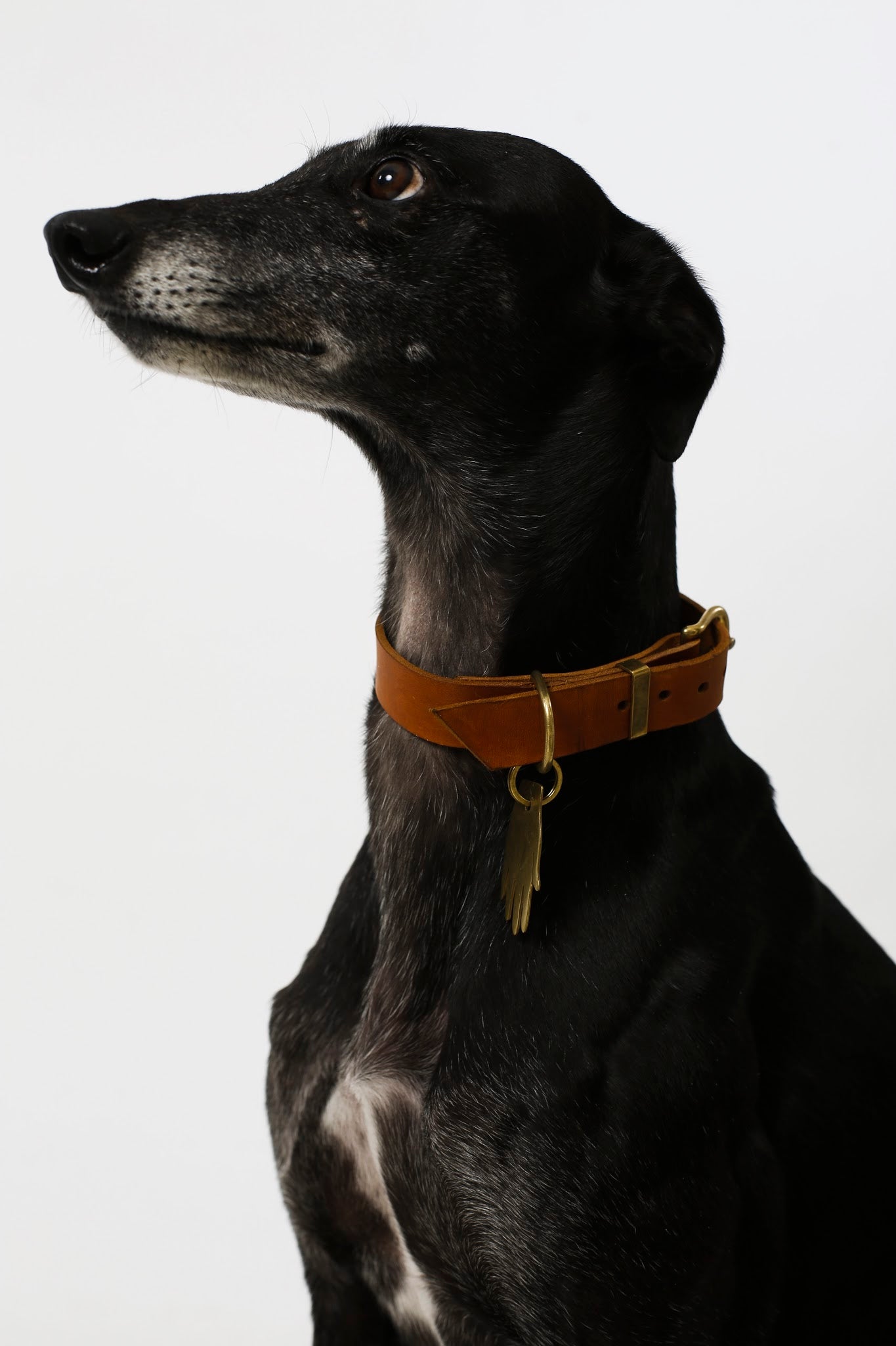 Dog Collar Whisky